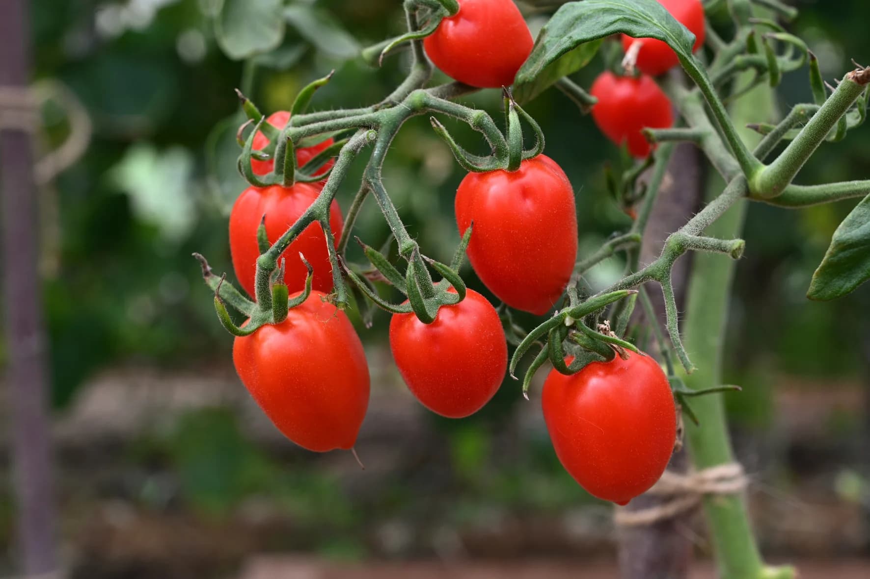 fruits4.webp
